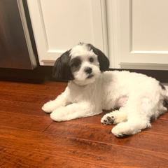 Mal-Shi and Shihpoo Puppies from 3 doodles’ littles