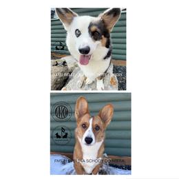 American Corgi puppies from Flying Note Shorties
