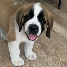 Bulldogs and Saint Bernards from Tiffany Foust's St. Bernards and Bulldogs