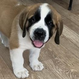 Bulldogs and Saint Bernards from Tiffany Foust's St. Bernards and Bulldogs
