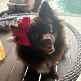 Pomsky puppies from Besties Paw Life