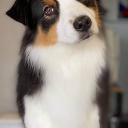 Australian Shepherds from Tallac Australian Shepherds