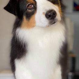 Australian Shepherds from Tallac Australian Shepherds