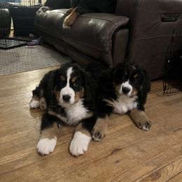 Bernese Mountain Dog Puppies from Bastian Mountain Dogs