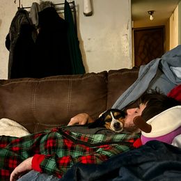 Beagle All Grown Up from Rustic Farm Sporting Beagles