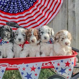 Bernedoodle puppies from Shockley’s Elite Doodles