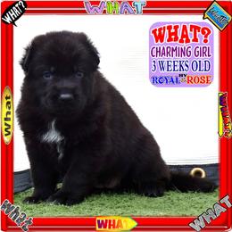 WHAT - Black female German Shepherd puppy in Murrieta, California from Diamond Oaks German Shepherds