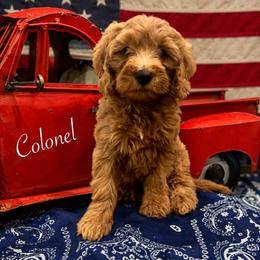 Colonel - Red  male Goldendoodle puppy in Crockett, Texas from Kingdom Kennels