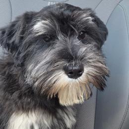 Mitzi - Black and silver female Miniature Schnauzer puppy in Hickory, North Carolina from Selene's Schnauzers