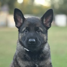 Boy 1 - Sable German Shepherd puppy in Little Rock, Arkansas from Vom Gonza German Shepherds