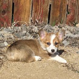 Pembroke Welsh Corgi Puppies from PBJ Corgis