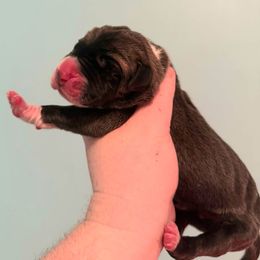 Toffee - Fawn male Great Dane puppy in Bay Shore, New York from Gentle Giant Companions
