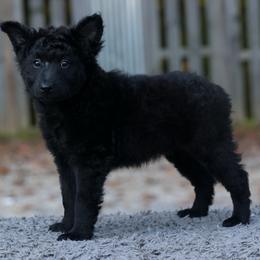 Gratz - Black female Mudi puppy in Gatlinburg, Tennessee from Greenbrier