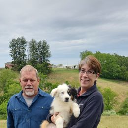 Australian Shepherd Puppies from Holly Ridge Aussies