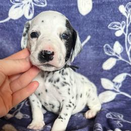 Yeti - White and black male Dalmatian puppy in Travelers Rest, South Carolina from Cotton Top