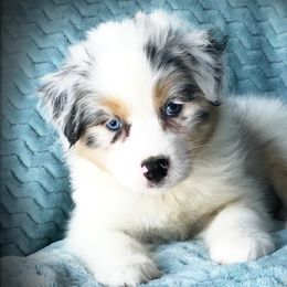 Australian Shepherd Puppies from Cahaba Australian Shepherds
