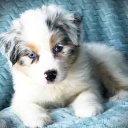 Australian Shepherd Puppies from Cahaba Australian Shepherds