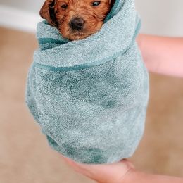 Goldendoodle and Poodle Puppies from Oodles of Doodles Ut