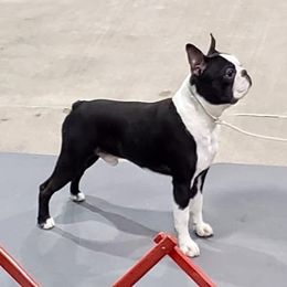 Andy - Boston Terrier