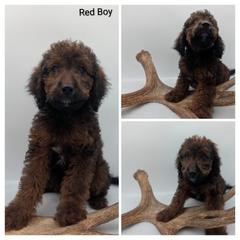Red - Wheaten male Whoodle puppy in Kalispell, Montana from Countryman Whoodles