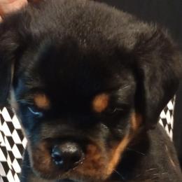 Black - Black and mahogany male Rottweiler puppy in Janesville, Wisconsin from Maciel House of Rottweilers