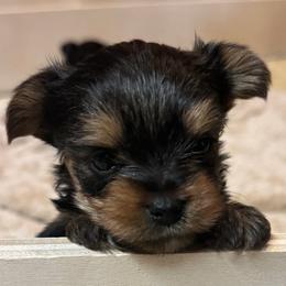 Yorkshire Terriers from Heritage Yorkies