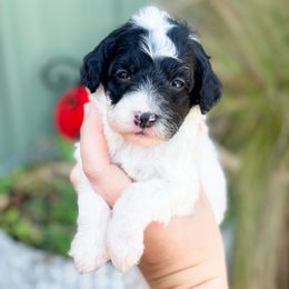 Cider - Black and white female Sheepadoodle puppy in Wharton, Texas from Little Fur Friends