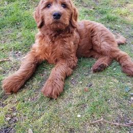 Goldendoodle and Poodle Puppies from Goldendoodle Goodlife