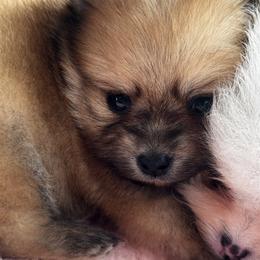 Thor - Red sable male Pomeranian puppy in Harrisonville, Missouri from Cindy's Pomeranians