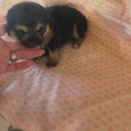 Star - Black and tan female Shiba Inu puppy in Maxwell, New Mexico from khshibas-khpugs