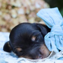 Forest - Black and cream male Dachshund puppy in Wakarusa, Indiana from PuppyLove Dachshunds