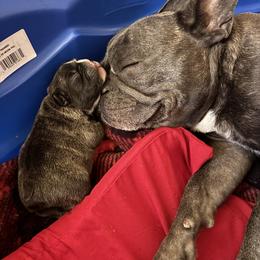 French Bulldog Puppies from Fair Towne Frenchies