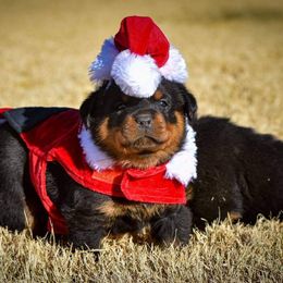 Rottweiler Puppies from Gottlïchen Rottweilers