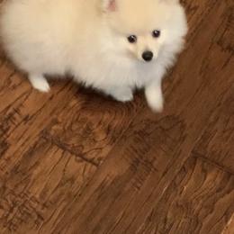 Boy 1 - Cream parti male Pomeranian puppy in Houston, Texas from Lola’s Poms