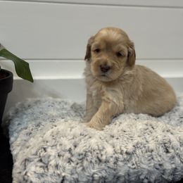 Crêpe - Caramel ice male Australian Labradoodle puppy in Fremont, New Hampshire from Birchwood Labradoodles