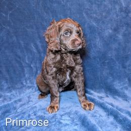 Primrose - Brown female Cockapoo puppy in Sunset, Louisiana from Cano Cockapoos