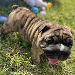Bulldog Puppies from Semper Fi Bulldogs