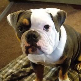 Olde English Bulldogges from Envyus Kennels