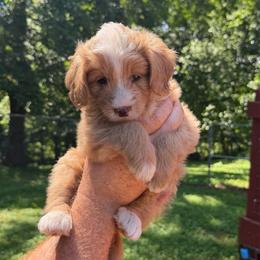 Lexus - Red female Bernedoodle puppy in Campbellsville, Kentucky from Blue Belle Hills Bernedoodles