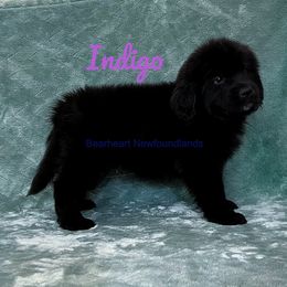 Indigo - White and black Newfoundland puppy in Cortez, Colorado from Bear Heart Newfoundlands, LLC