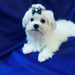 Maltipoo Puppies from Grassy Meadow Pups