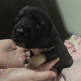 Anatolian Shepherd Dog Puppies from Florida Anatolian Shepherds