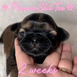 Star - Gold female Shih Tzu puppy in Hayden, Idaho from Phoenix Shih Tzu