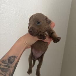 Vanille - Fawn (Isabella) female Dachshund puppy in Conroe, Texas from R&M Dachshunds