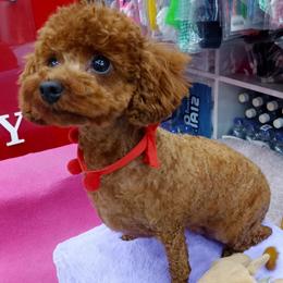 Companion Crosses, Maltipoos, and Poodles from Poodle house CA