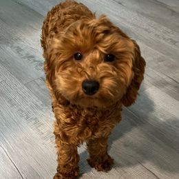 Penny - Goldendoodle