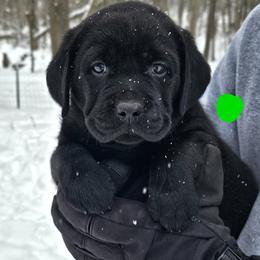 Boy 1 - Black male Labrador Retriever puppy in Plainwell, Michigan from Preuss Puppies