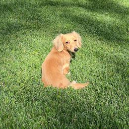 Polly - Dachshund