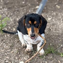 Shirley Q - Piebald female Dachshund puppy in Paso Robles, California from Drift & Dash Dachshunds