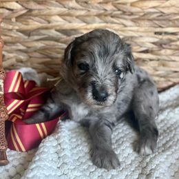Ginny Weasley - Blue merle female Bordoodle puppy in Valley Center, California from Circle R Valley Farms